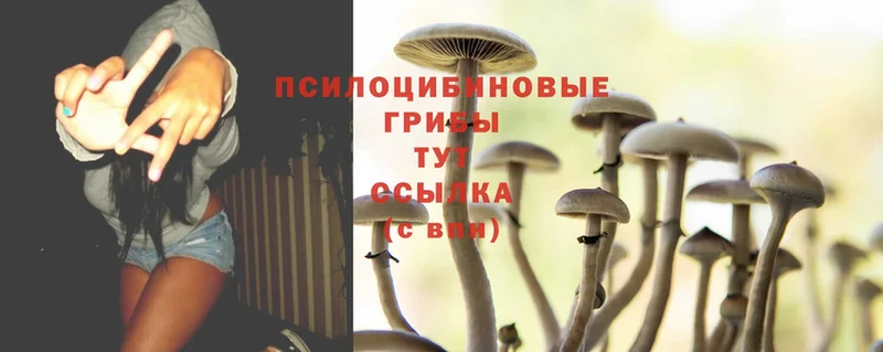 Галлюциногенные грибы Magic Shrooms  Буйнакск 